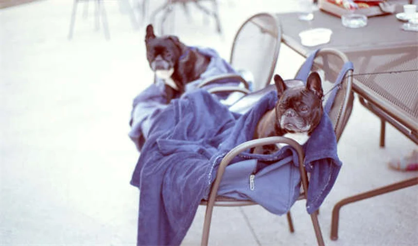 Gefährliche Putzmittel für Haustiere: 6 Toxische Inhaltsstoffe die du kennen solltest