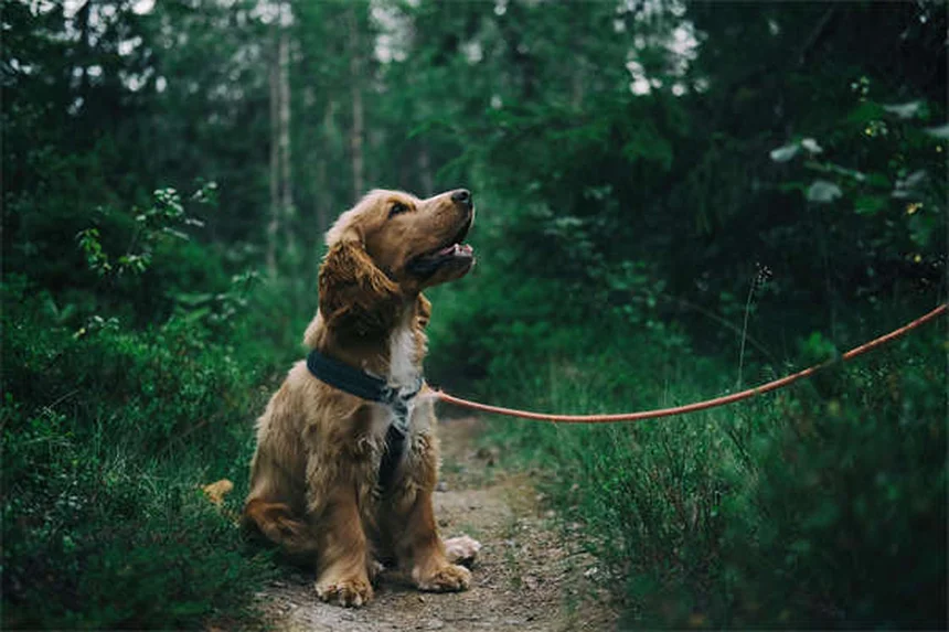 Warum wälzen sich Hunde in toten Tieren? 5 verblüffende Gründe