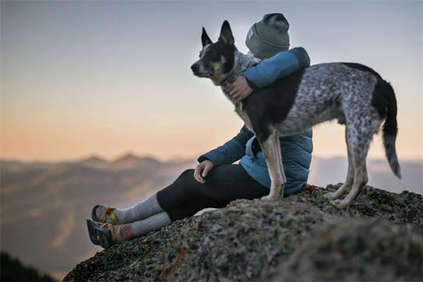 Warum wälzen sich Hunde in toten Tieren? 5 verblüffende Gründe