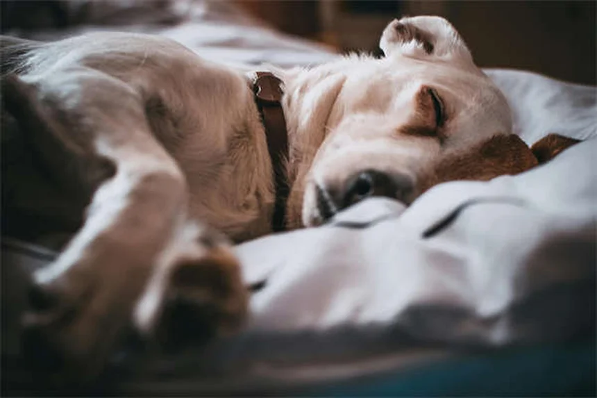 Warum wälzen sich Hunde in toten Tieren? 5 verblüffende Gründe