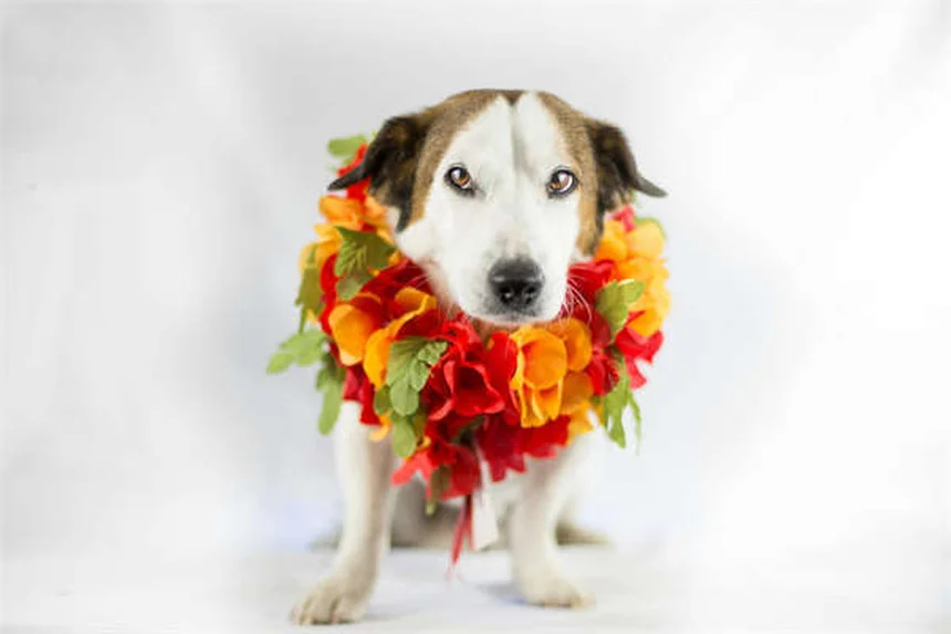 Warum zerreißen Hunde Papier? 5 verblüffende Gründe