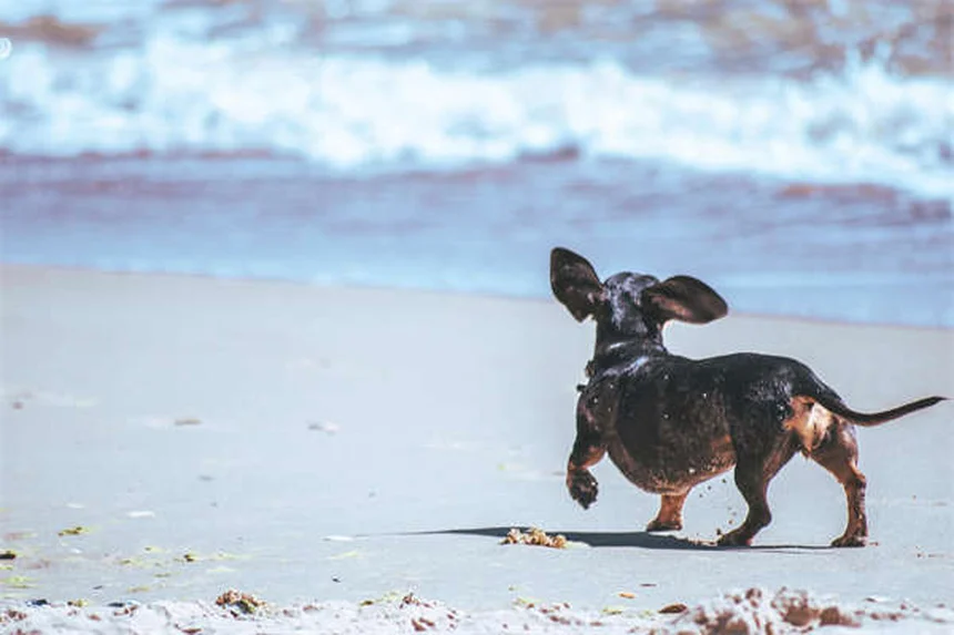 Warum heulen Hunde? 5 überraschende Gründe für dieses Verhalten