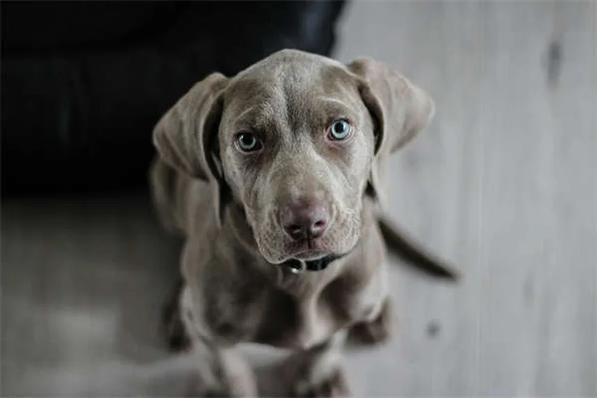 Ressourcenbewachung bei Hunden: 5 effektive Lösungen für aggressives Verhalten