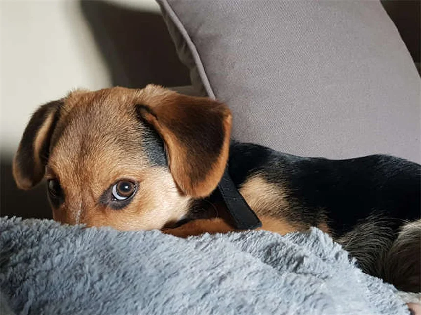 Kaninchen Gewichtsverlust: 5 Warnsignale & Soforthilfe
