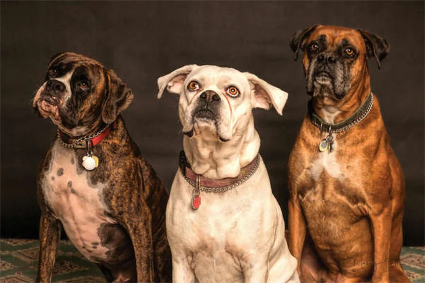 Kaninchen Gewichtsverlust: 5 Warnsignale & Soforthilfe