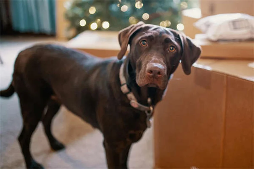 Warum heulen Hunde bei Sirenen? 5 überraschende Gründe