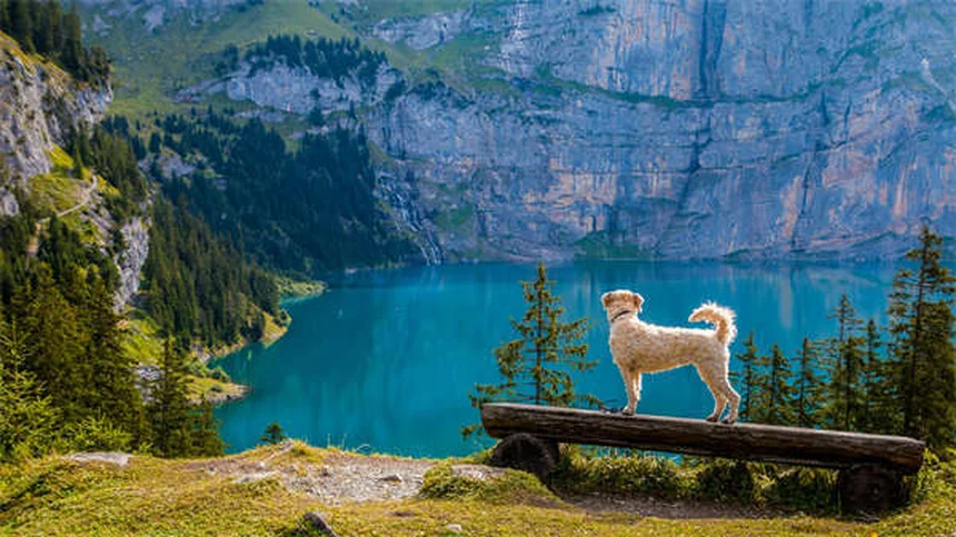 Warum heulen Hunde bei Sirenen? 5 überraschende Gründe