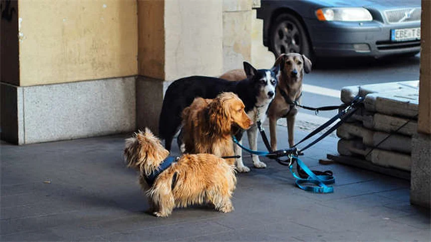 Hundegesicht geschwollen? 5 Ursachen & Soforthilfe-Tipps
